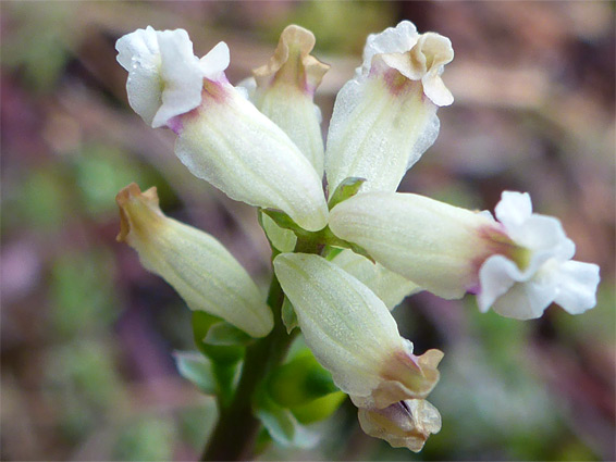 Ceratocapnos claviculata (climbing corydalis), Blackadon Nature Reserve, Devon