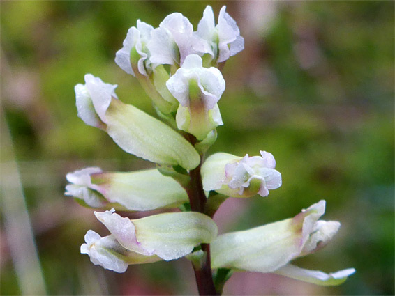 Greenish petals