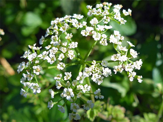 Chaerophyllum temulum (rough chervil), Budleigh Salterton, Devon