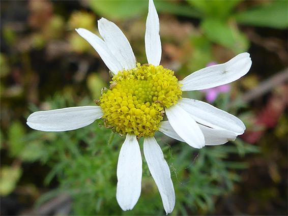 Partly fascinated flowerhead