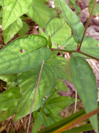 Stems and leaves