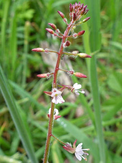 Buds and flowers