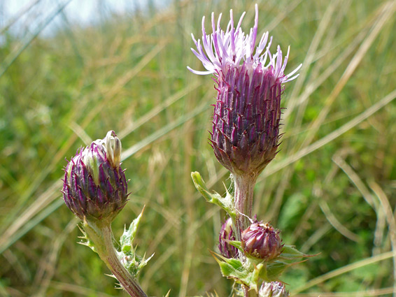 Developing flowerheads