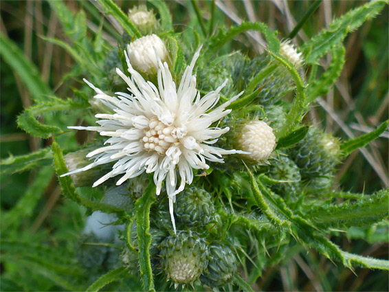 White flowerhead