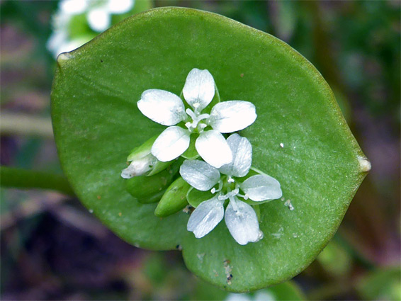 Claytonia perfoliata (miner's lettuce), Berrow Dunes, Somerset