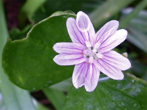 Purple veins