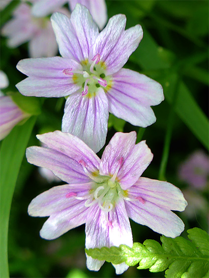 Two flowers