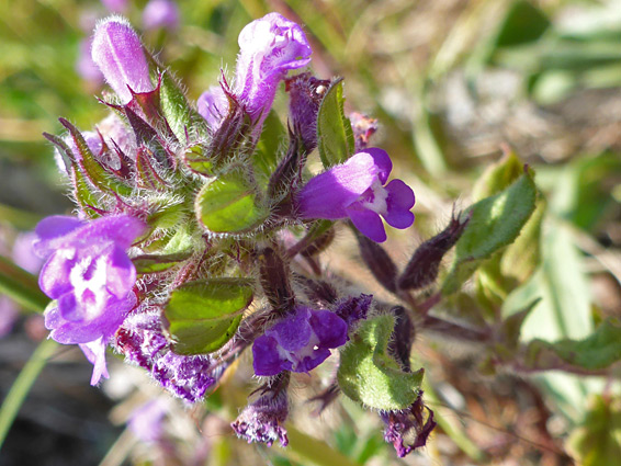 Flowers and upper stem leaves