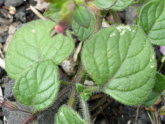 Hairy leaves