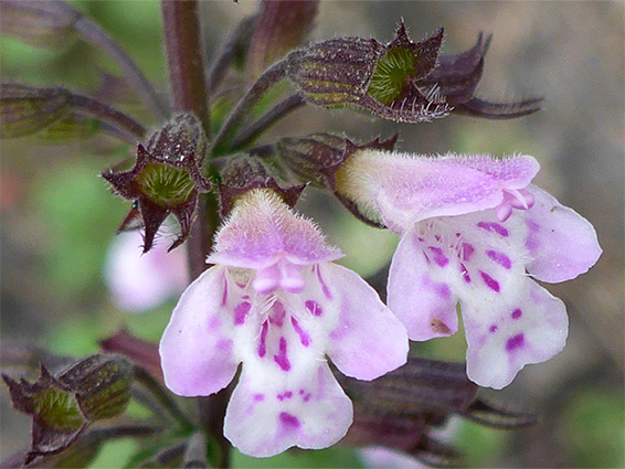 Common calamint (clinopodium ascendens), Shirehampton Cliff, Bristol