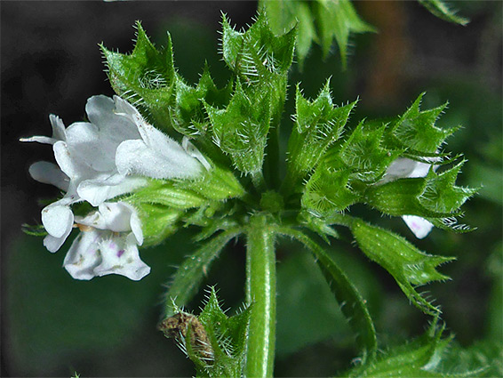 White flowers