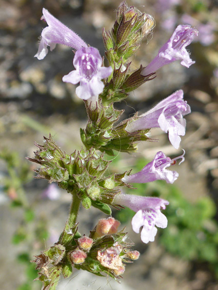 Flowering stem