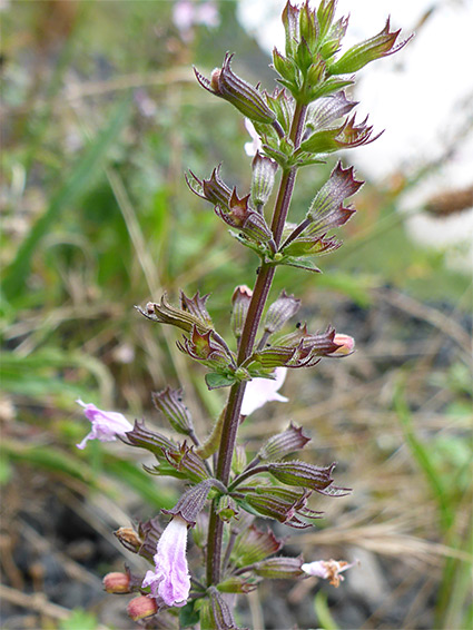 Whorled inflorescence