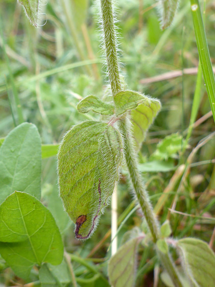 Stem and leaves