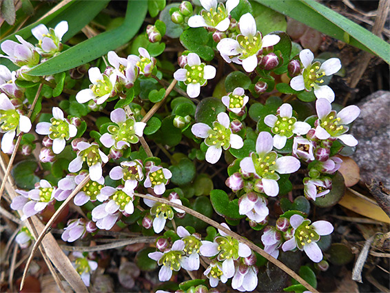 Danish scurvygrass (cochlearia danica), Stoke Gifford, Bristol