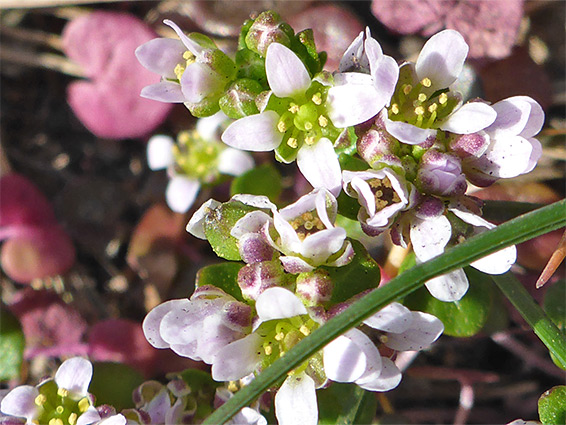 White flowers