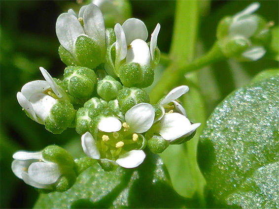 Flower cluster