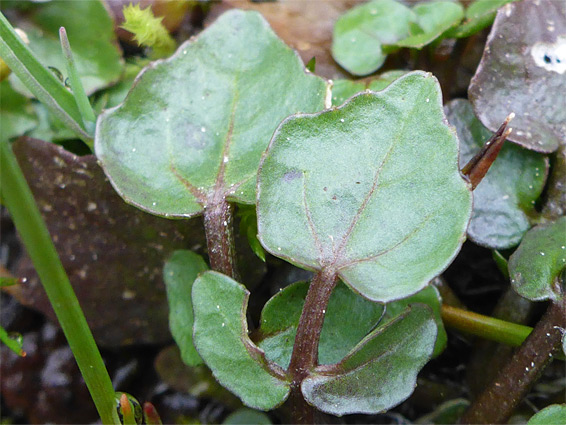 Leaves