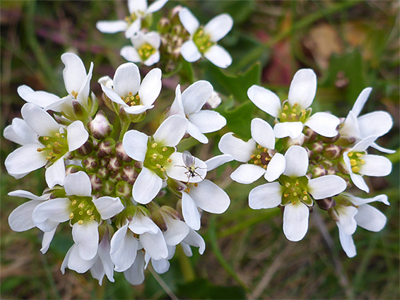 Buds and flowers