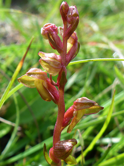 Short flower spike