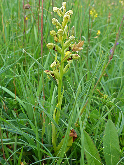 Flowering stem