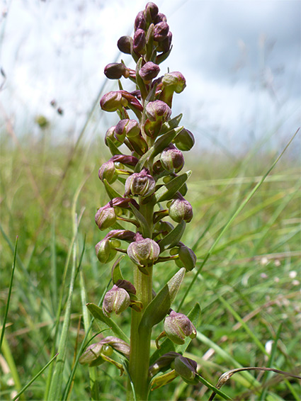 Reddish-green flowers