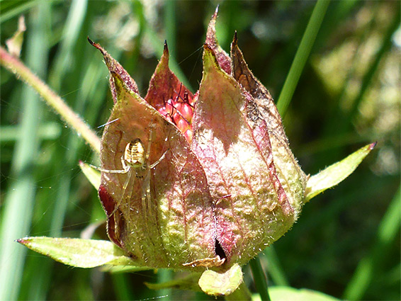 Spider on a flower