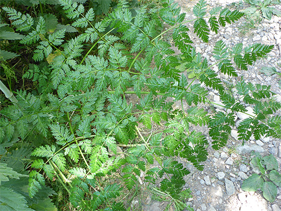 Many leaflets