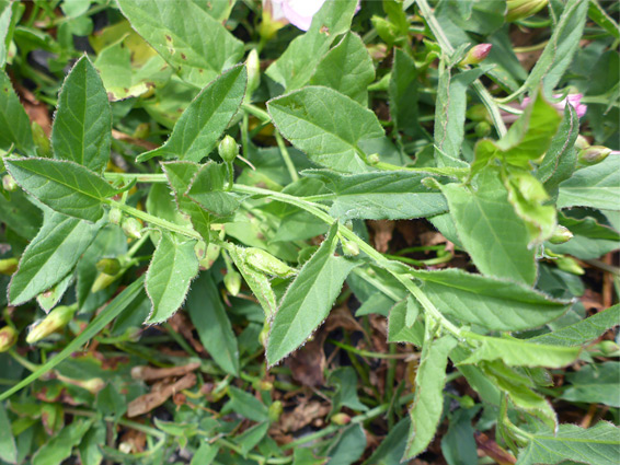 Leaves and stems