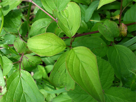 Leaves