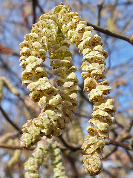 Corylus avellana (common hazel), Odiham Castle, Hampshire