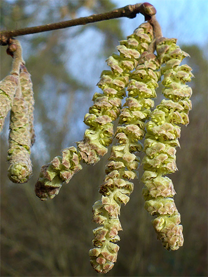 Inflorescence