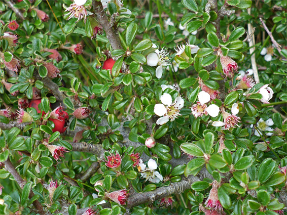 Flowers, leaves and fruits