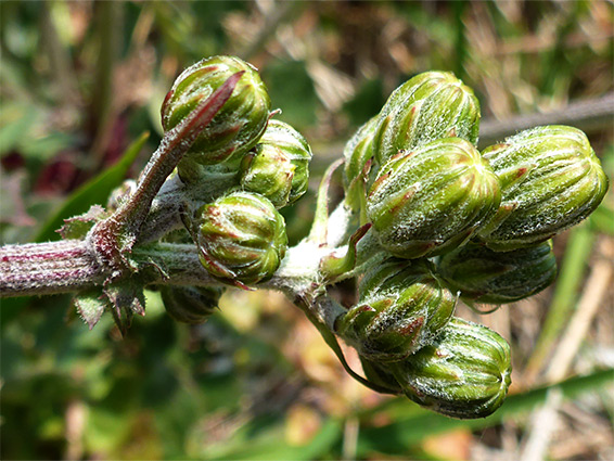 Green buds