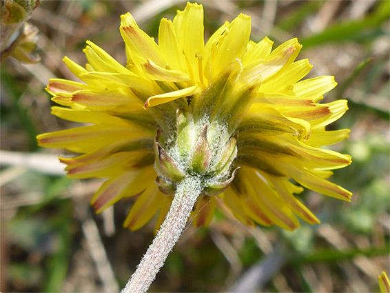 Flowerhead