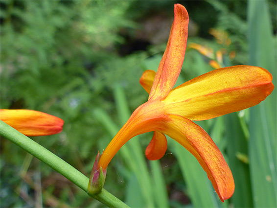 Orange flower