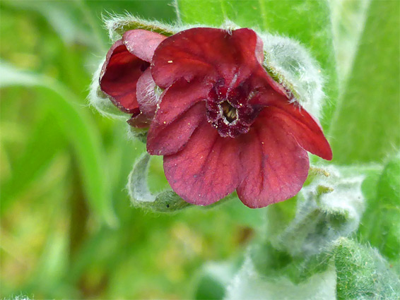 Red flowers