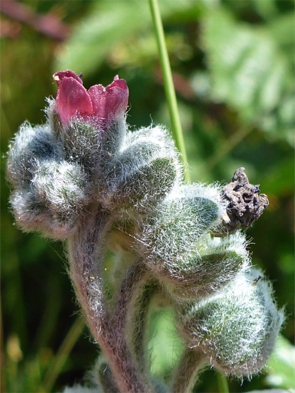 Developing flower