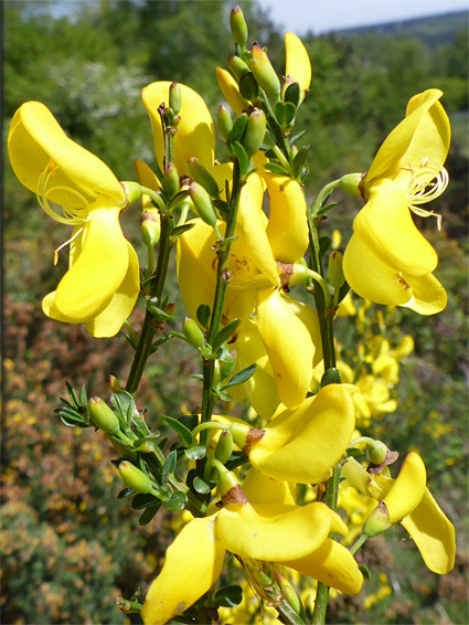 Flower clusters