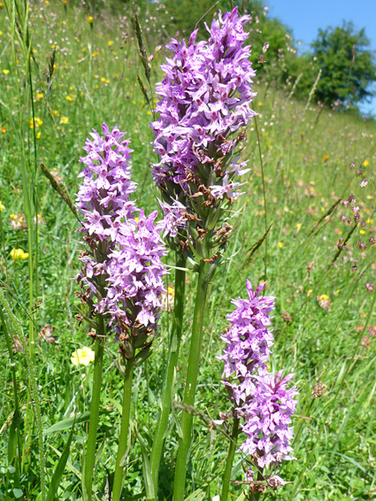 Six flowering stalks