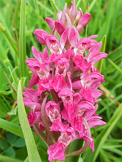 Reddish-pink inflorescence