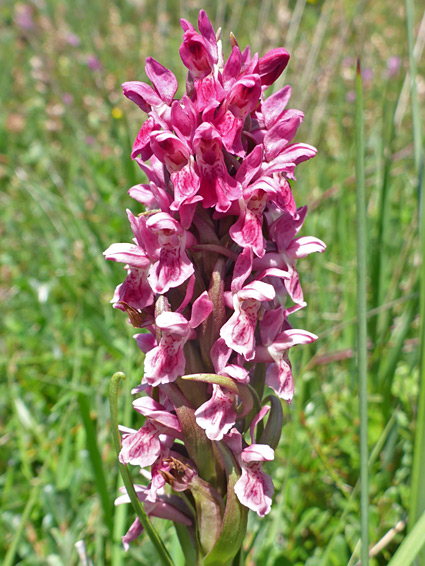 Reddish-pink flowers