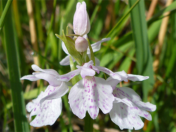 Pale-coloured flowers