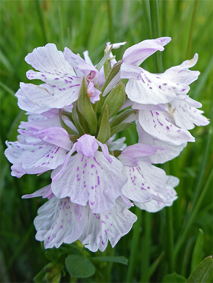 Clustered inflorescence