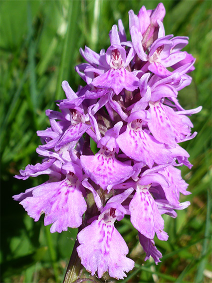 Pink inflorescence