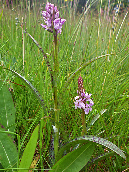 Two flowering stems