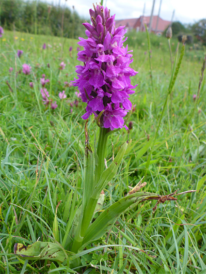 Flowers and leaves