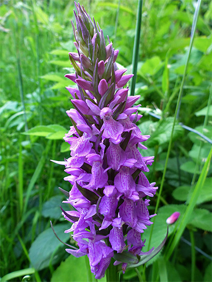 Dense inflorescence