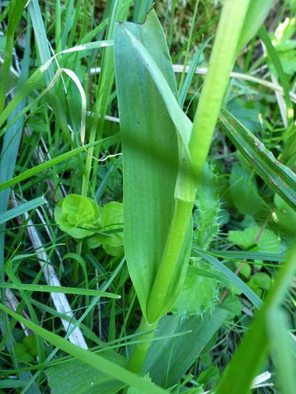 Broad leaves