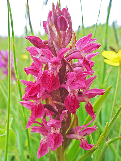 Reddish-pink inflorescence